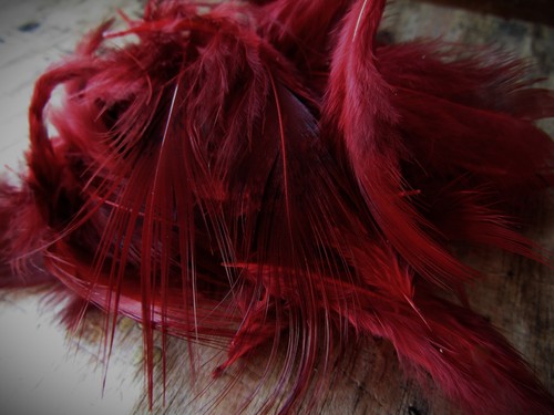 Ifs golden pheasant rump - ifs,