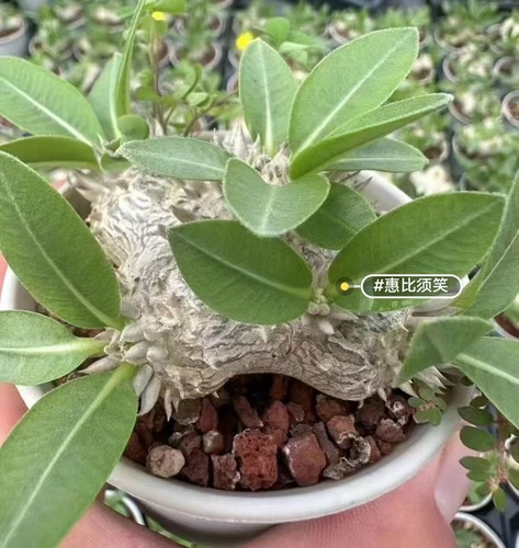 6cm 10pcs pachypodium - 5-6cm,