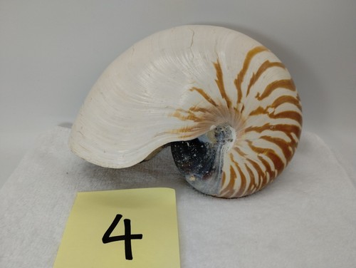 Nautilus pompilious tiger - pompilious,