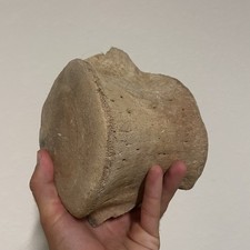 Huge whale vertebrae - whale,