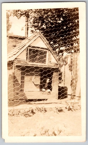 Vtg snapshot small - small, bird