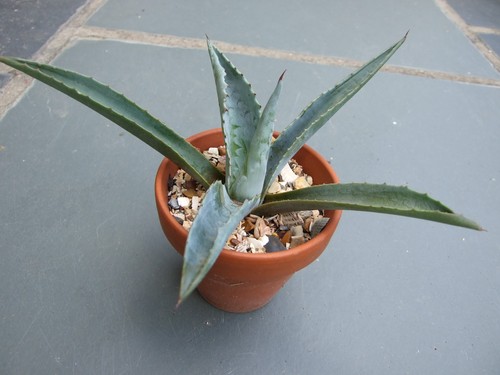Agave americana century - -,