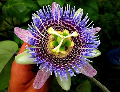 Passiflora ligularis sweet - ligularis,