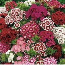 300 Dianthus Mix Seeds - Sweet