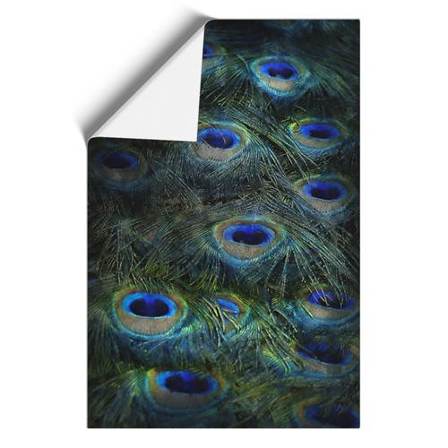 The feathers peacock - the, a