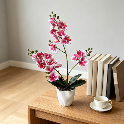 Phalaenopsis potted flower - potted,