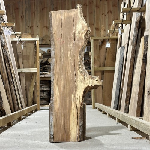 Holm oak plank board - holm,