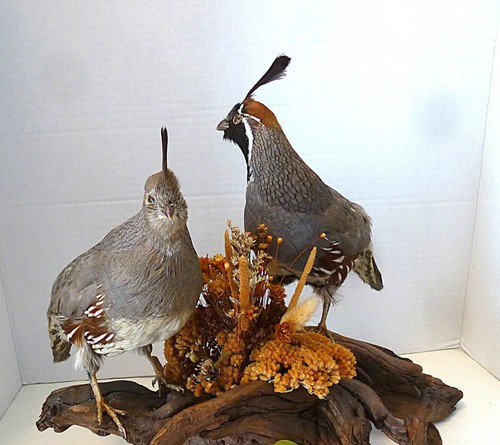 Vtg taxidermy pair - vtg,