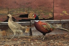 8+ Ringneck Pheasant Hatching