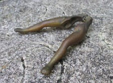 Original Vintage Solid Brass Women's Legs Nutcracker. Saucy Erotic