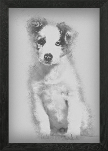 Border collie puppy - , mont