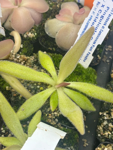 Pinguicula colimensis - pinguicula, x