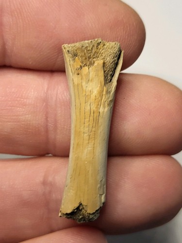 Dinosaur fossil found - found, hell