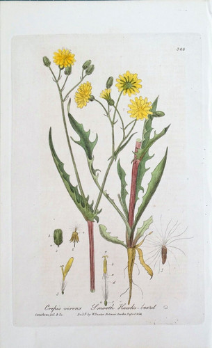 Crepis virens baxter - baxter, antique