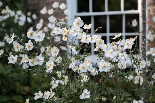 Japanese anemone elite pure - anemone,,
