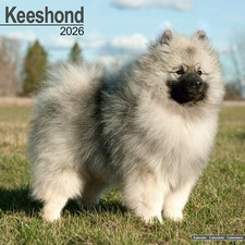 Keeshond Calendar 2026  Square