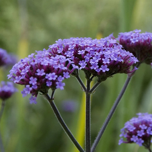 Verbena bonariensis litre - 1.2,
