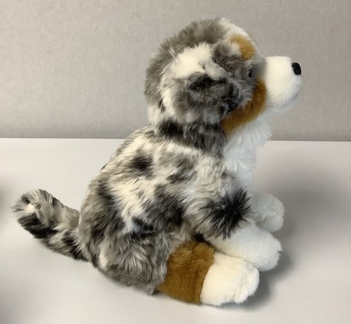 Australian shepherd dog - australian,