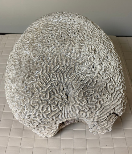 Large natural white brain - white,