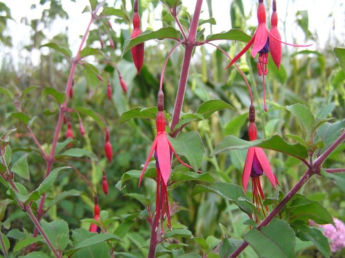 Fuchsia riccartonii hardy - fuchsia,