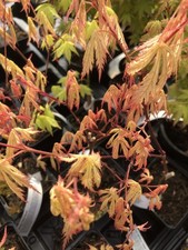 Japanese Maple. Acer Palmatum