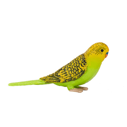 Mojo budgerigar green - budgerigar,