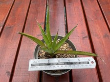 Agave FILIFERA plant /