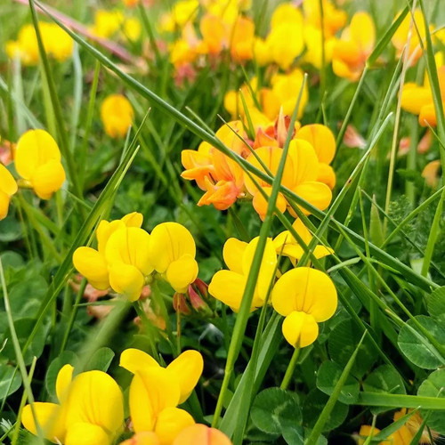 Lotus corniculatus birds - corniculatus, |