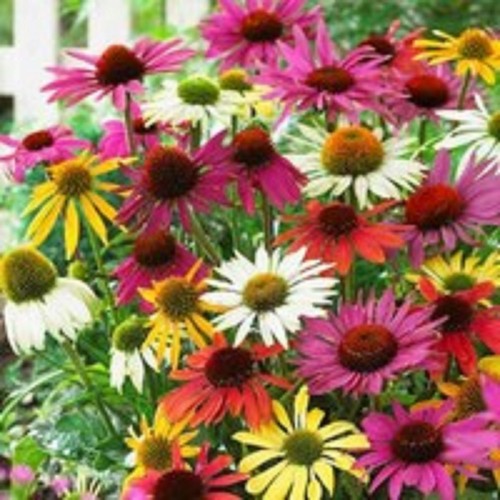 Echinacea lustre mixed - 6,