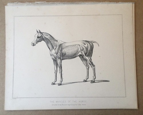 Horse anatomical surgical - surgical, &