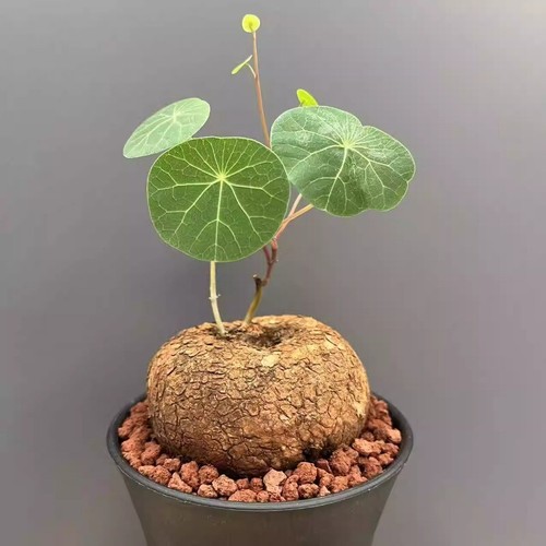4cm succulent cactus plant - 3-4cm,