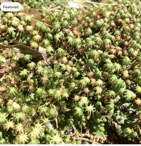 Cultivated umbrella liverwort - cultivated,