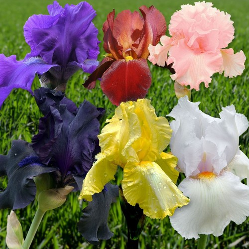 Iris germanica bearded - germanica, 2