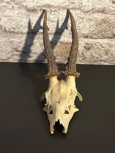 Roe deer skull with - roe,