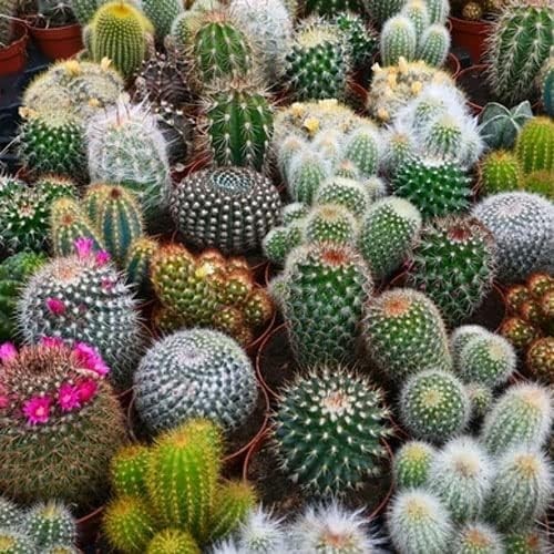 Cacti succulent seed mix - seed,