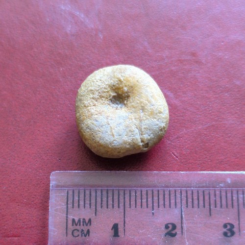 Fossil echinoid jurassic - echinoid,,
