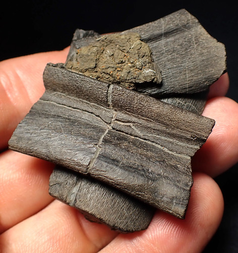 Fossil ichthyosaur jaw - , bone