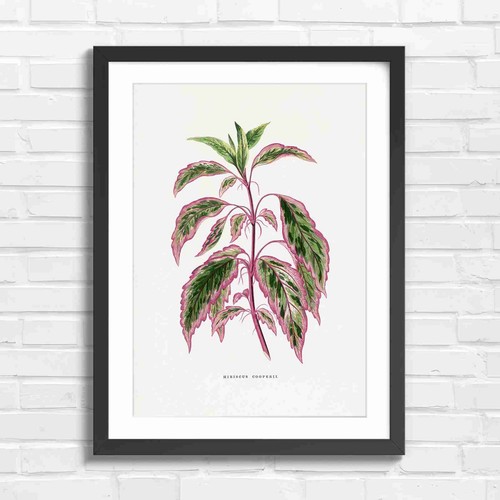 Vintage hibiscus cooperii - hibiscus,