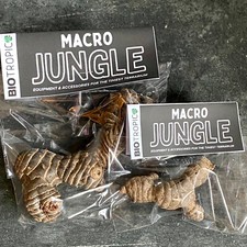 Macro Jungle. spider Hides