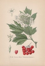 Snowball - , (viburnum