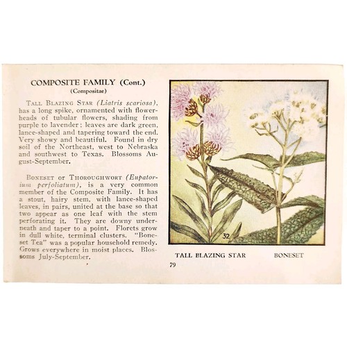 Tall blazing star wild flower - blazing,
