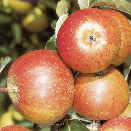 Fruit tree cox orange - fruit, cox's
