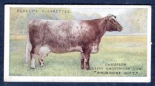 SHORTHORN COW - Cattle - Vintage 1915 Illustrated Cigarette Card