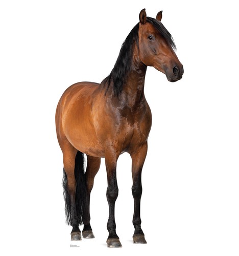 Horse life size - size, stand