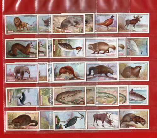 37x 1921 animals - 37x, &