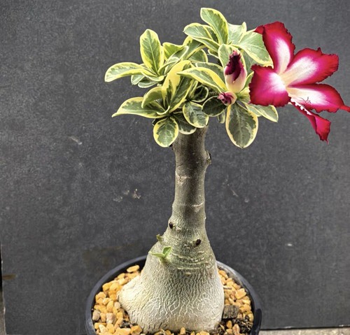Rarelive house plant dorstenia - house,