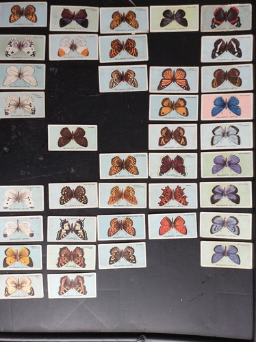 British butterflies - 38,
