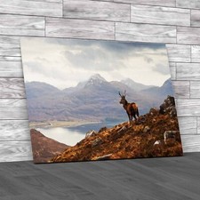 Wild Stag Overlooking Loch