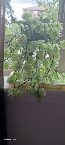 Artificial hanging hops - hops, plant