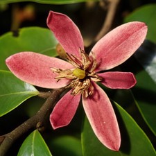 Magnolia Stellar Ruby Scented